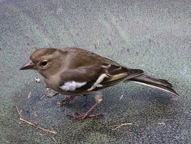 Stunned chaffinch - flying into a plateglass window - if you don't break your neck - can leave you stunned for fifteen/twenty minutes. This little guy recovered after a bout of the staggers and some r