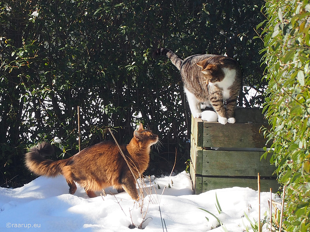 Playing in the snow