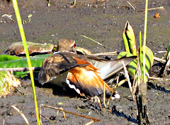 'Broken wing display'