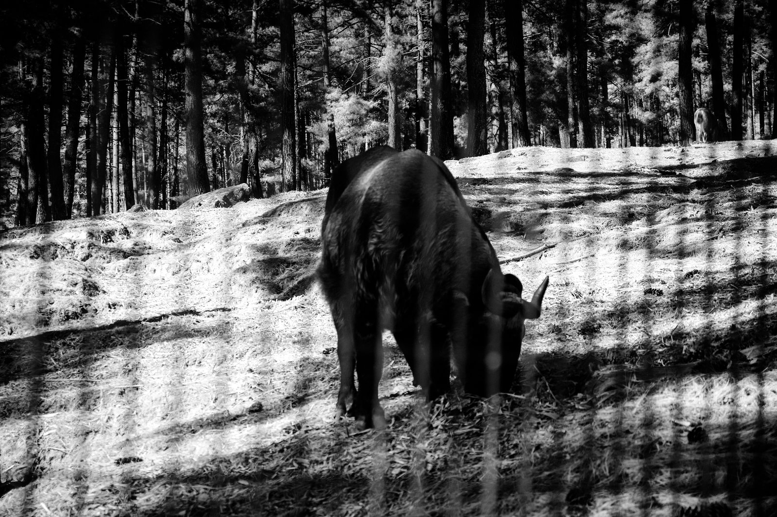 Takin, the power animal of Bhutan