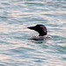 Common Loon (Gavia immer)