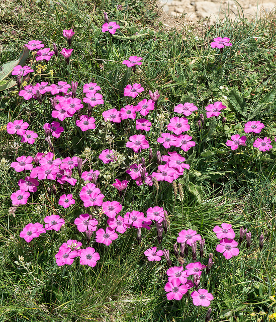 Dianthus pavonius - Blühende Pfauen-Nelken.