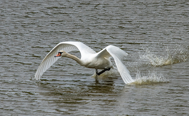 Swan takeoff