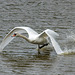 Swan takeoff