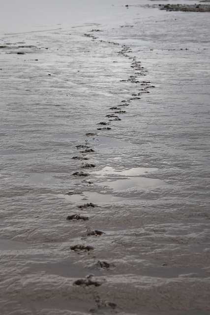 Gull prints