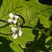 20200517 7386CPw [D~LIP] Knoblauchrauke (Alliaria petiolata), UWZ, Bad Salzuflen