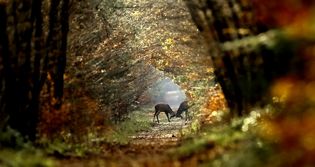 Couleurs d'automne...