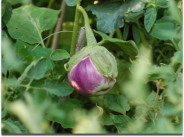 Solanum melongena