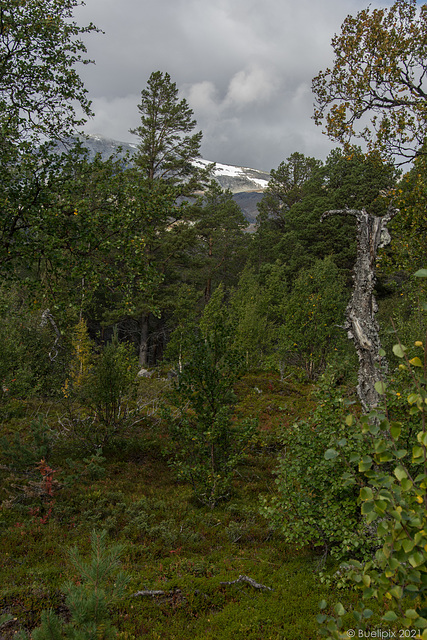 unterwegs zum Naturum Laponia (© Buelipix)