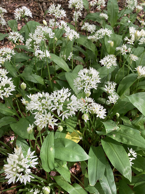 Wild Garlic in the park