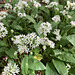 Wild Garlic in the park