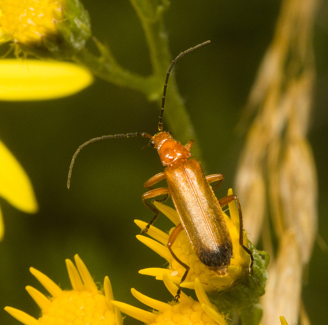 IMG 0622 Red Soldier Beetle-2