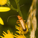 IMG 0622 Red Soldier Beetle-2