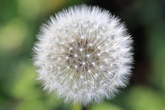 EOS 90D Peter Harriman 12 17 54 06511 dandelion dpp