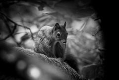 Eichhörnchen B&W