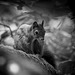 Eichhörnchen B&W