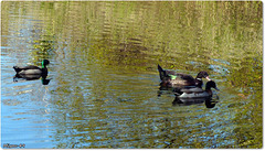 PARC du TEICH (33 Gironde)