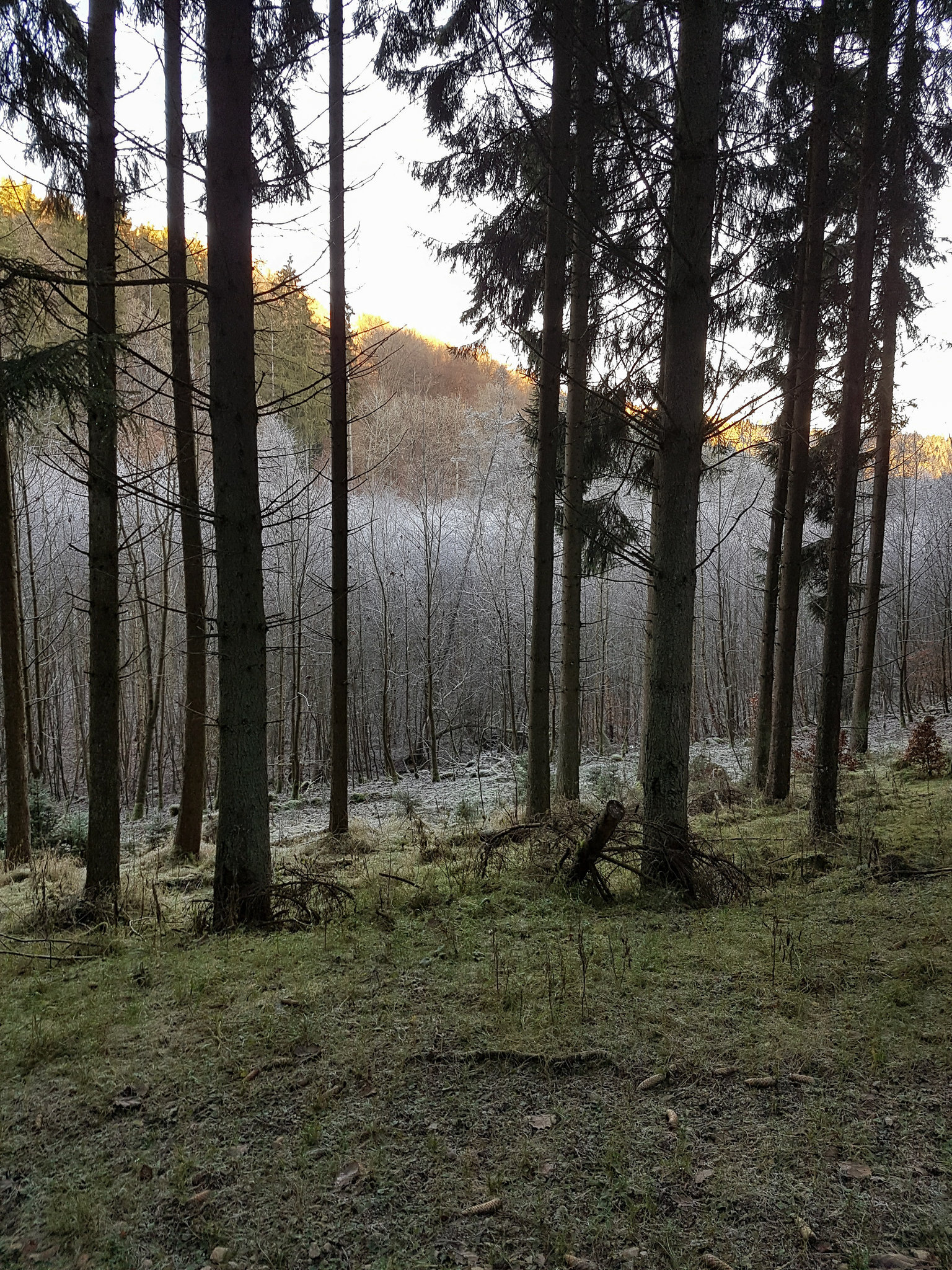 Blankenheim - In der Nähe des Schaafbachtales
