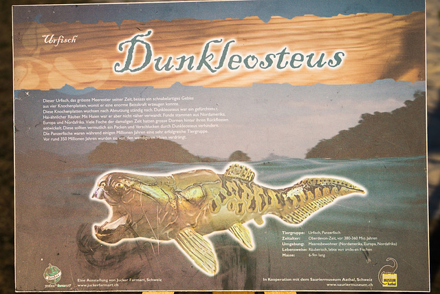 Kürbisschau Krewelshof - Dunkleosteus DSC00791