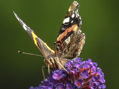 20170708 2450CPw [D~LIP] Admiral (Vanessa atalanta), Bad Salzuflen