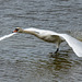 Swan takeoff