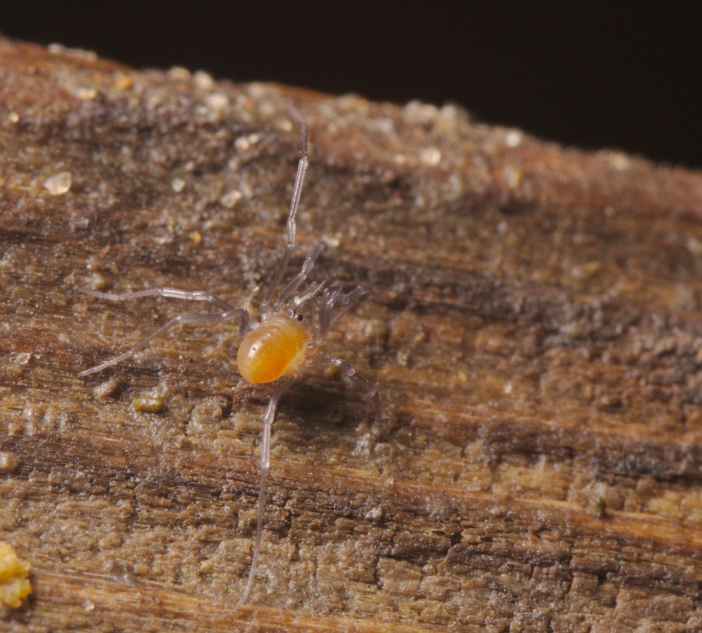 Harvestman_IMG_2321