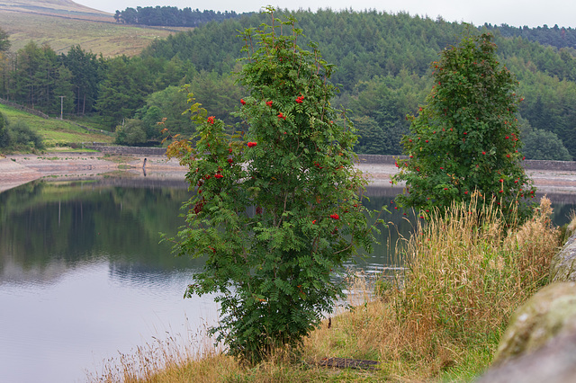 Rowan Trees