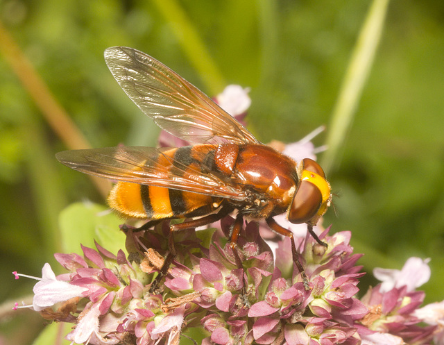 IMG 0635 Hornet Mimic-3