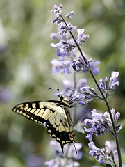 Machaon