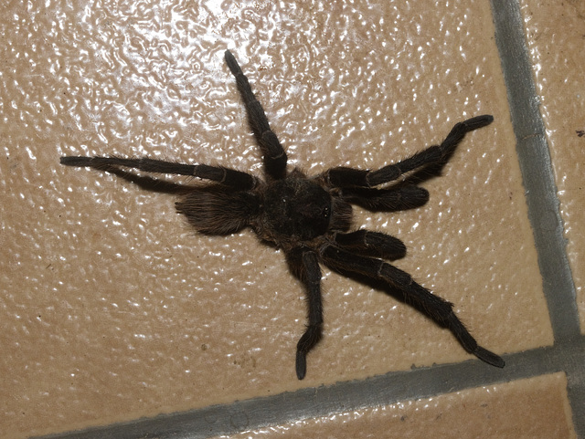 IMG 2660 Tarantula-1