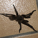 IMG 2660 Tarantula-1