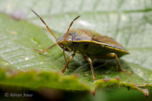 Piezodorus lituratus (Gorse Shieldbug)