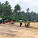 Sri Lankan traditional fishing, Wadduwa