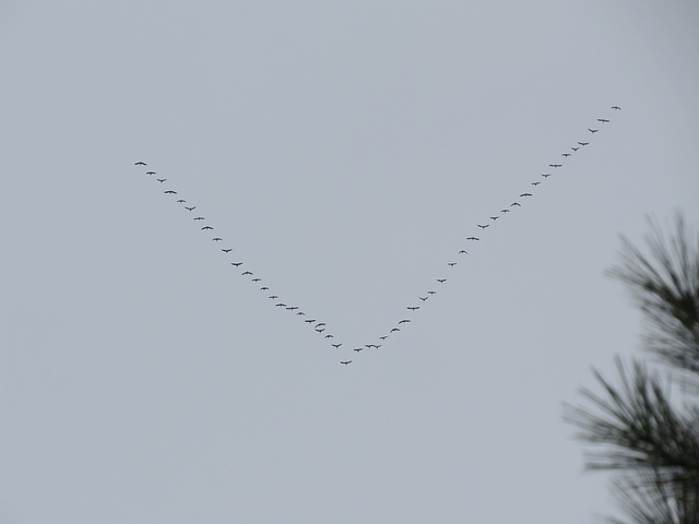 51 snow geese flying north