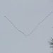 51 snow geese flying north