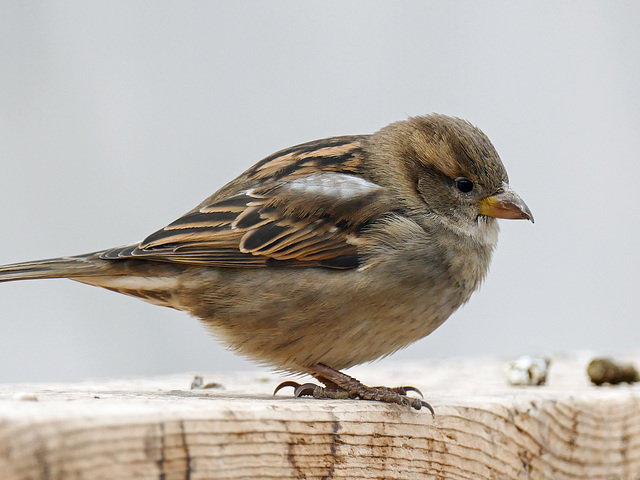 "Just" a little House Sparrow