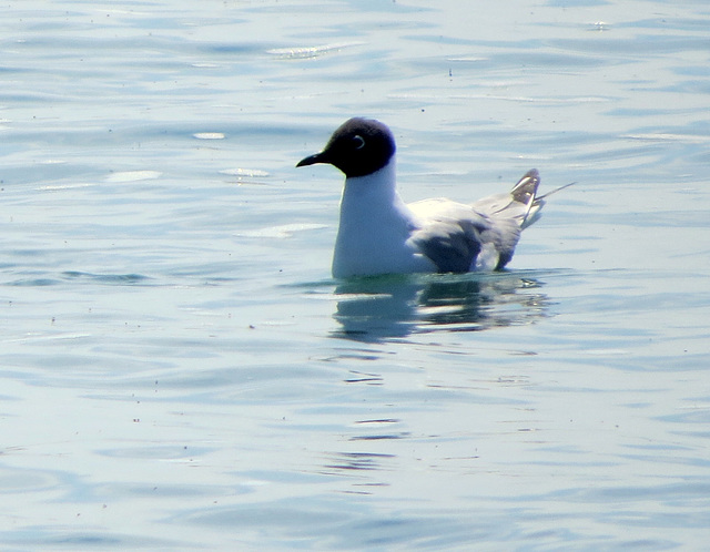 Little Gull (Hydrocoloeus minutus)