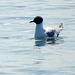 Little Gull (Hydrocoloeus minutus)