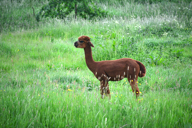 Alpaca