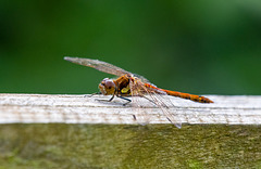 Common darter