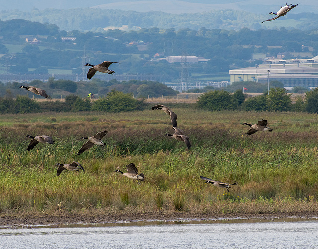 Canada geese, notice the top right goose is flying upside down