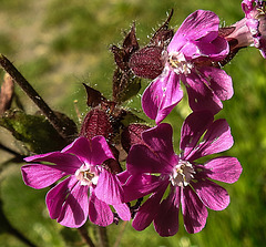 20200517 7393CPw [D~LIP] Rote Lichtnelke (Silene dioica), UWZ, Bad Salzuflen