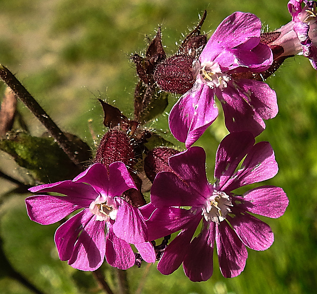 20200517 7393CPw [D~LIP] Rote Lichtnelke (Silene dioica), UWZ, Bad Salzuflen