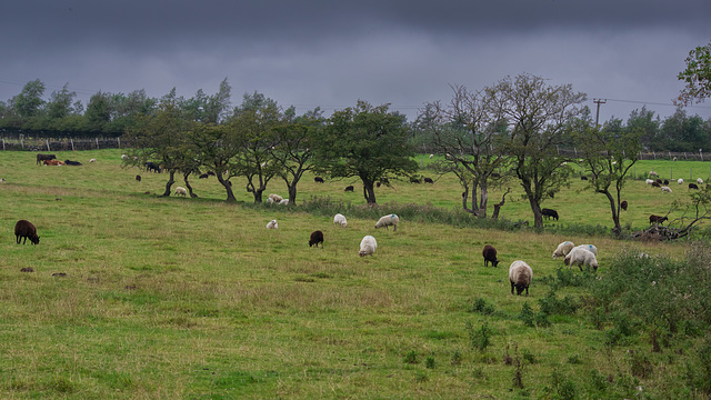 tree line