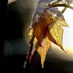 Winterschön