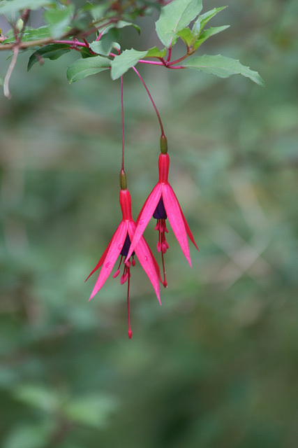 Aprés la pluie (Fuchsias)