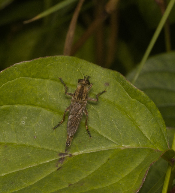 IMG 0636 Robber Flyjpg