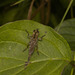 IMG 0636 Robber Flyjpg