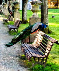 A peacock about to take flight, like many who walk around