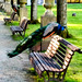 A peacock about to take flight, like many who walk around